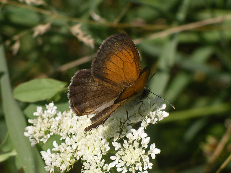 Una visione inconsueta - Coenonympha arcania